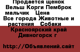 Продается щенок Вельш Корги Пемброк мальчик › Цена ­ 65 000 - Все города Животные и растения » Собаки   . Красноярский край,Дивногорск г.